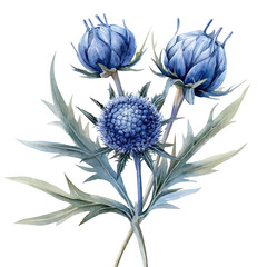 Eryngium Flower, watercolor clipart vector, isolated on a white background.