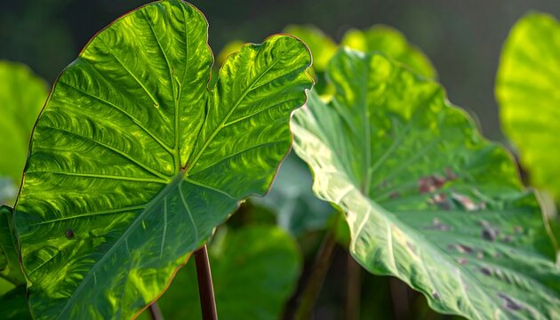 Giant green leaves illuminated by sunlight