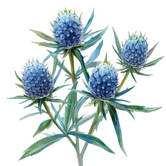 watercolor vector of Eryngium Flower, isolated on a white background.