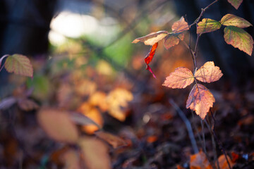 Bramble leaves in soft autumn light