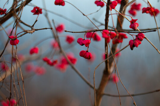 Spindle tree with bright pink seed pods