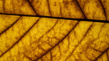 Golden leaf showcasing intricate vein patterns