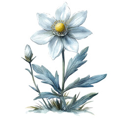 Edelweiss Flower, watercolor clipart vector, isolated on a white background.
