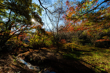 Obraz premium ドライブ途中の公園で見つけた初冬のドラマチックな光景