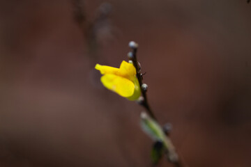Early yellow blossom on bare twig