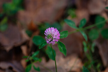 Pink clover flower on autumn forest floor