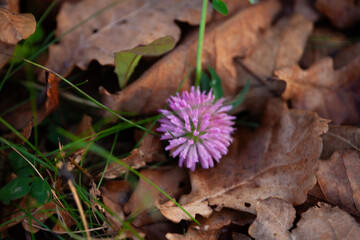 Pink clover flower on autumn forest floor