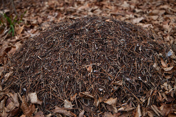 Forest ant mound covered with dry leaves