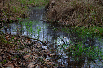 Autumn wetland with dark reflective water