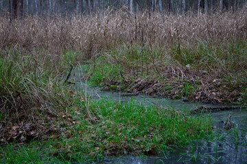 Autumn wetland with dark reflective water