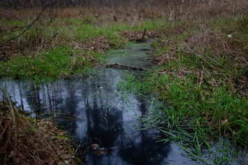 Autumn wetland with dark reflective water