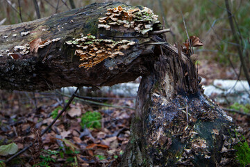 Beaver-gnawed fallen tree with fungi