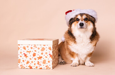 Cute Corgi Dog Wearing a Santa Hat Next to a Christmas Present