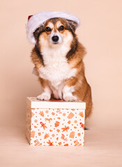 Cute Corgi Dog Wearing a Santa Hat Next to a Christmas Present
