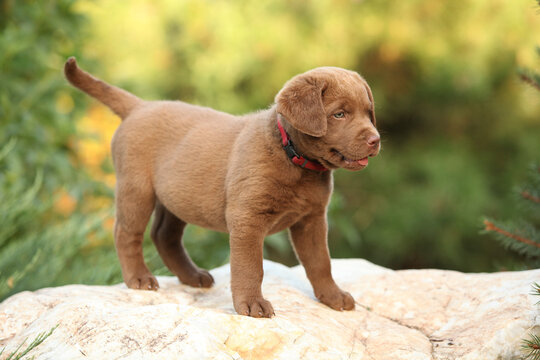 Chesapeake Bay retriever puppy in the garden