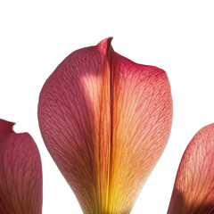 Close up of Three Vibrant Pink and Yellow Iris Flower Petals Illuminated by Soft Sunlight Against a Stark Black Background