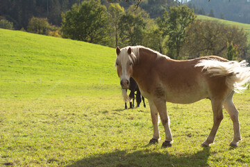 Obraz premium Majestic horses grazing peacefully under the warm sun in a vibrant green pasture surrounded by gentle hills on a clear autumn day