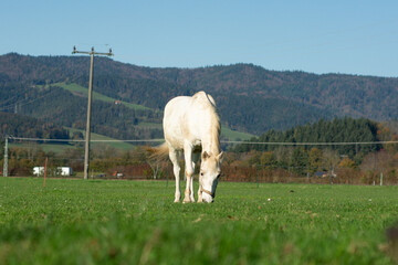 Majestic white horse grazing peacefully in a vibrant green meadow surrounded by rolling hills and clear blue skies during a sunny autumn afternoon