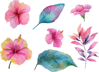 set of pink flowers isolated