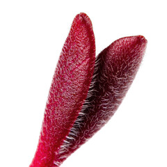 Close up of two velvety crimson plant leaves with fine white hairs isolated on a transparent background studio macro photography with soft natural lighting and shallow depth of field