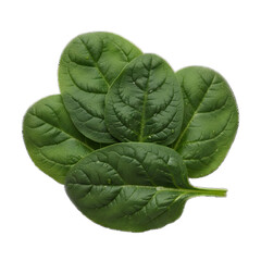 Close up of vibrant green spinach leaves with water droplets scattered across their surface isolated on a transparent background showcasing healthy organic produce