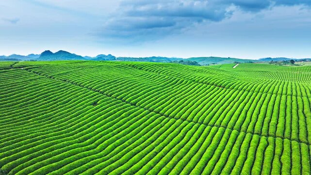 Aerial shot of beautiful green tea plantation fields on hill