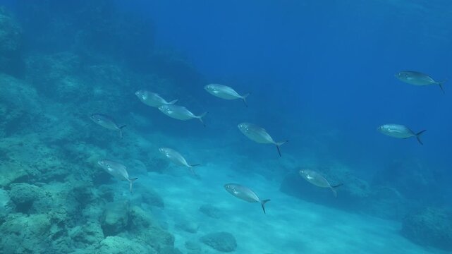 little jack fish underwater scenery fast fish mediterranean sea