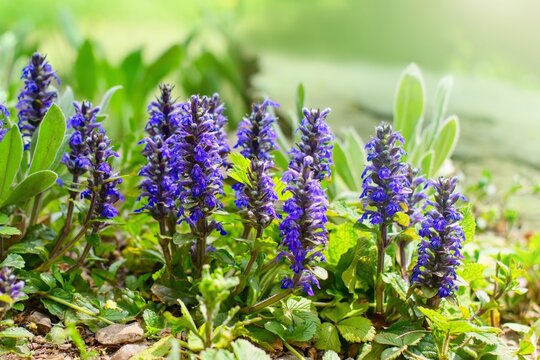 Ajuga, Bugleherb or Bugleweed (Ajuga reptans) in the spring garden