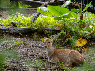 台北市立動物園