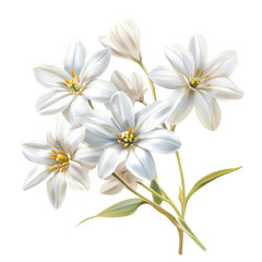 Fototapeta premium Elegant bouquet of pristine white flowers with detailed stamen, perfect for wedding invitations, spring designs, or adding a touch of natural beauty