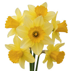 Close Up Of Yellow And Orange Daffodil Flowers With Green Stems Isolated On Transparent Background