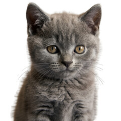 Close up studio portrait of a fluffy gray kitten with golden eyes and dust on its face against a clean white background with subtle studio lighting and reflections