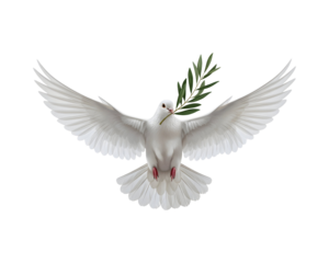 White dove carrying an olive branch symbol of peace and hope isolated on white background