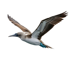 Blue-footed booby in flight a seabird with distinctive blue feet isolated on white background