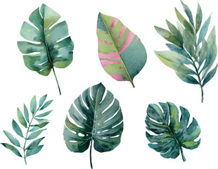 set of green leaves isolated