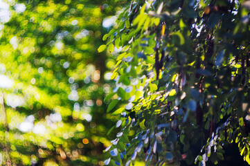 柔らかなボケと鮮やかな緑の葉の隙間から差し込む、明るい木漏れ日の光