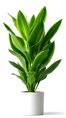 Lush Green Houseplant in Modern White Pot for Elegant Home Decor