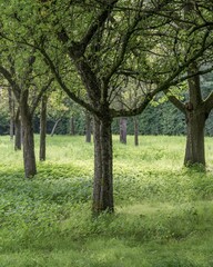Lush green meadow with trees growing in spring sunlight