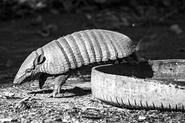 Photo of a common animal in Brazil known as the armadillo, scientifically named Dasypodidae.