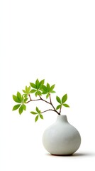Simple White Vase with Green Leaves on Elegant Minimalist Background