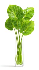 Lush Green Monstera Leaves in Elegant Glass Vase on White Background
