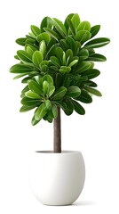 Lush Green Indoor Plant in Modern White Pot for Home Decor