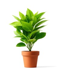 Vibrant Indoor Plant in Terracotta Pot with Lush Green Leaves