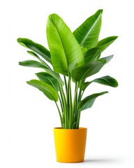 Lush Green Plant in Bright Yellow Pot on White Background