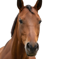 Close Up Portrait of a Brown Horse's Head with Black Mane and Detailed Fur Texture Against a Transparent Background