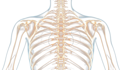 Human skeleton rib cage glowing hologram, anatomy visualization concept