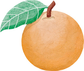 orange fruit watercolor style