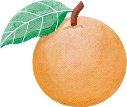 orange fruit watercolor style