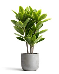 Lush Green Indoor Plant in Modern Concrete Pot for Home Decor