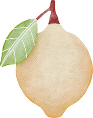 pear fruit watercolor style